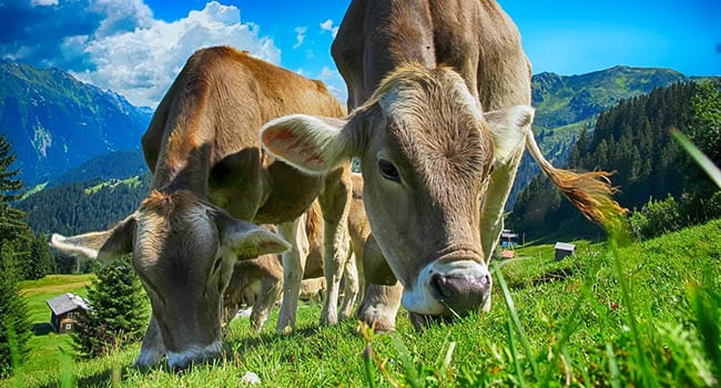 Brexit could boost Canada’s ag industry by billions