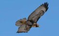 red tailed hawk nature wildlife bird Raptors on the move are a sight to behold