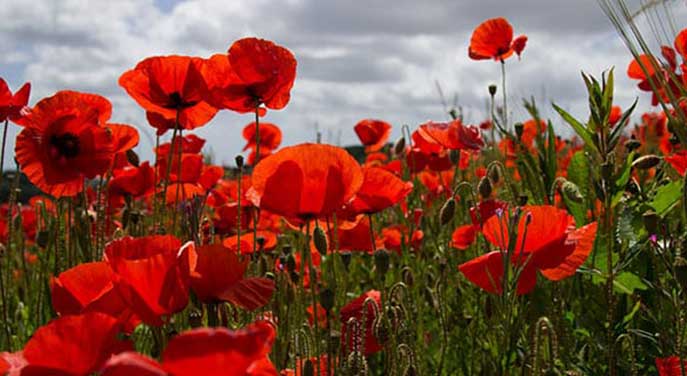 Why the right to wear a poppy at work needs to be protected