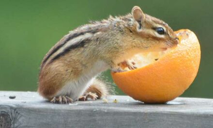Some fun facts about chipmunks