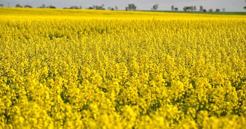 Canada holds the upper hand in any canola deal with China